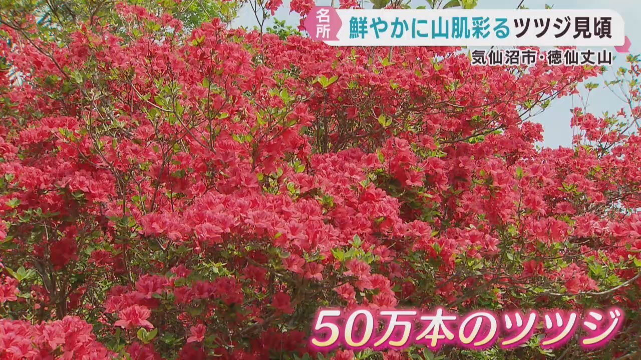 ツツジが見頃　宮城・気仙沼市の徳仙丈山