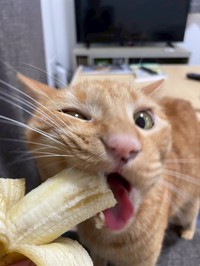 がぶ（画像提供：むぎと人間さん）