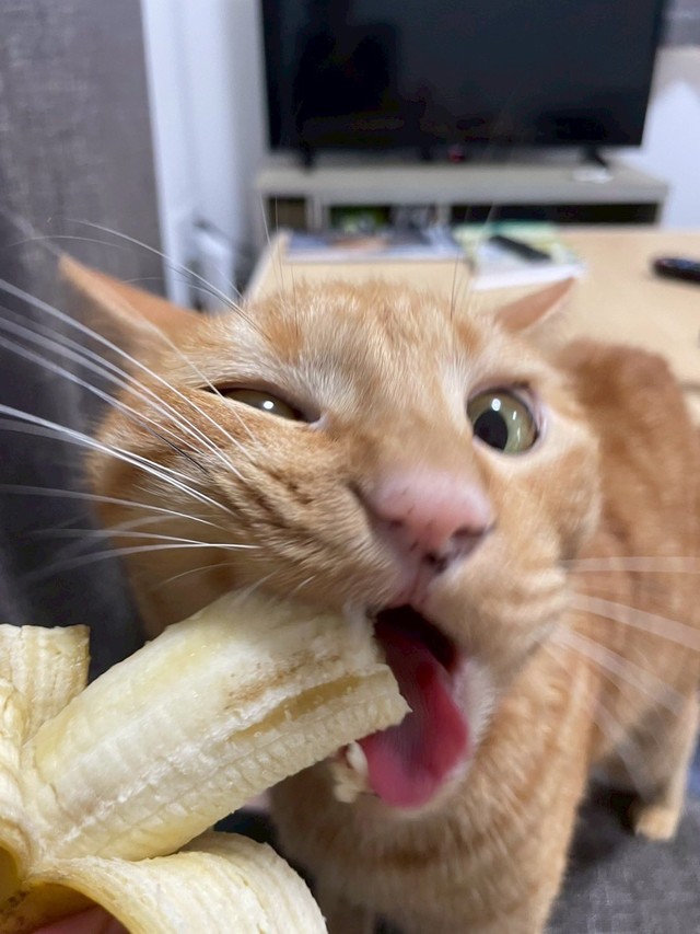 がぶ（画像提供：むぎと人間さん）