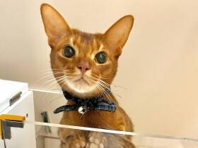 自由奔放でお茶目だけれど、ストイックな努力家の一面も！　アビシニアン「仁海」