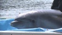 元の施設に戻ってきたイルカ　さぬき市津田町　午前10時30分ごろ