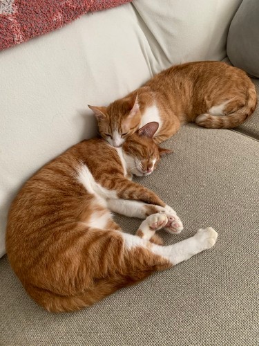 けんかを仕掛けるのはいつもニモ（右）。ナチョは「やれやれ」という感じでうまく対応をするのだとか（高橋さん提供）