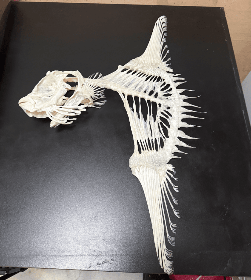 お腹のところがガラ空き？マンボウの骨格標本（画像：いのししの人提供）