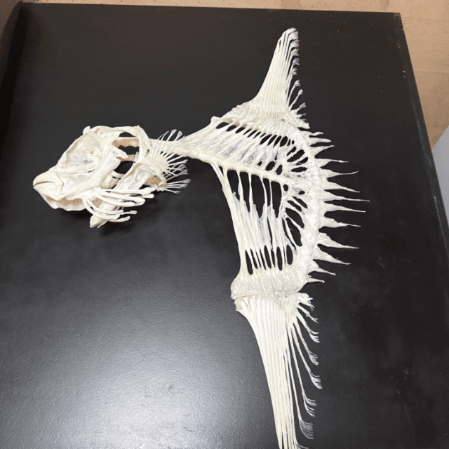 お腹のところがガラ空き？マンボウの骨格標本（画像：いのししの人提供）