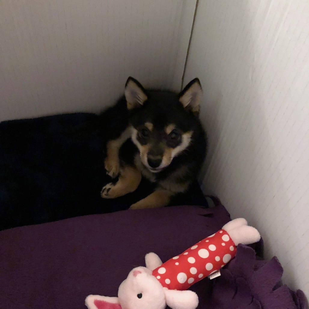 確かに、ちょっと表情が暗いのが気になります……（飼い主さん提供）