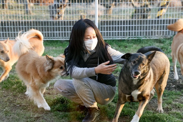 保護している犬に囲まれる「アニマルレスキューたんぽぽ」代表の本田千晶さん=2021年2月3日午後5時9分、大阪府能勢町、柴田悠貴撮影