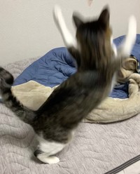 ニャッハー休みニャァン