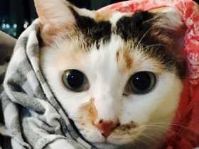 海外転勤にもついてきた保護猫「ラニ」　ロス空港で再会し号泣　