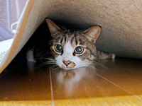 ラグの下に潜り込んだこたろくん。前足を左右に広げ、まったり！？（画像提供：ぴてさん）