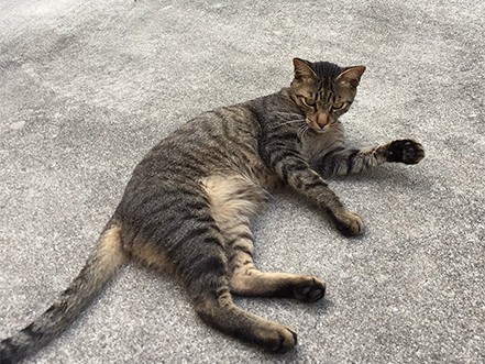 みんな元野良猫だけど仲良し！　オレは兄貴分の「ニャーさん」