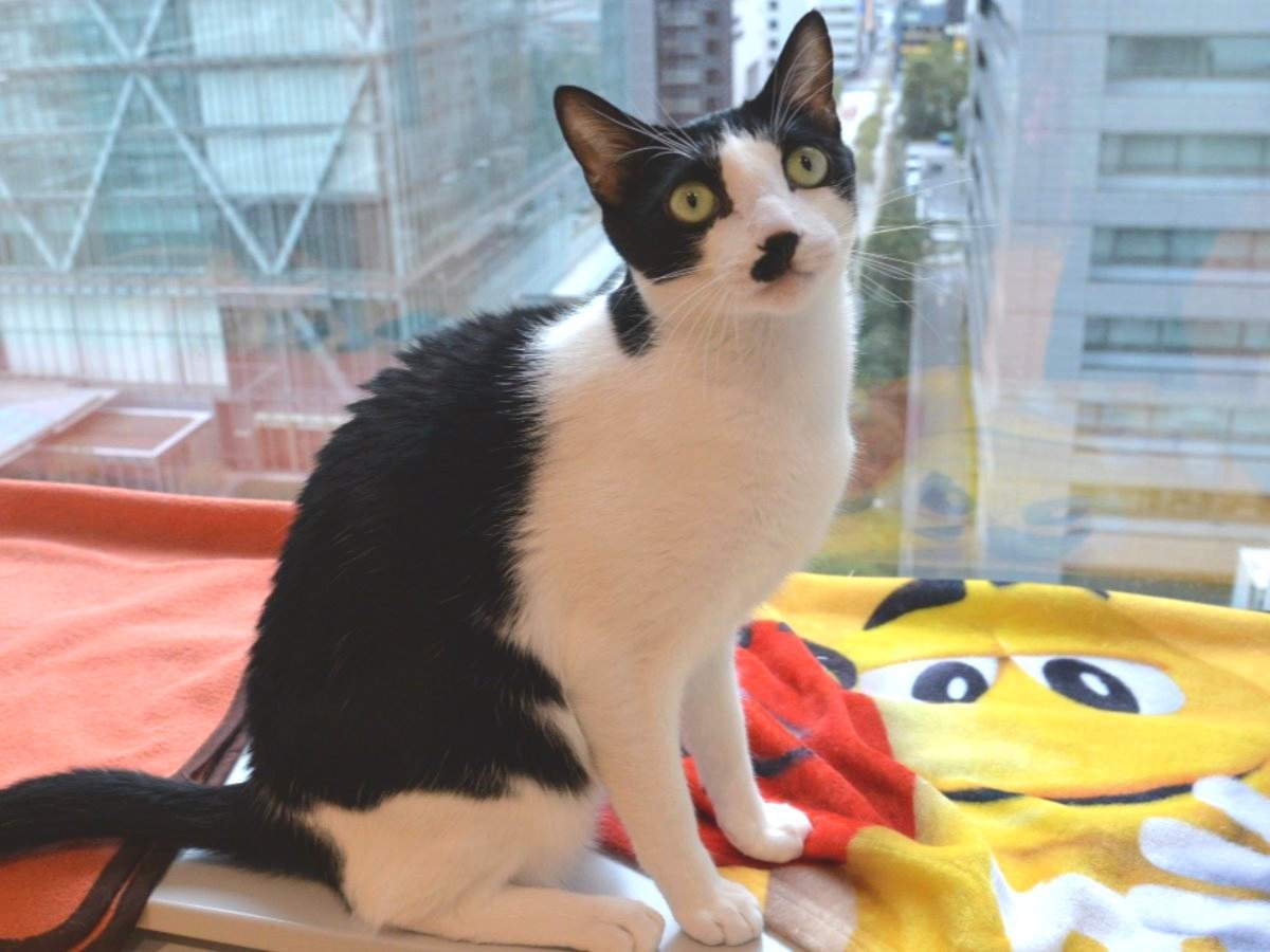 高層ビルの猫部屋に島生まれの猫2匹 犬猫同伴出勤も認める会社 犬 猫との幸せな暮らしのためのペット情報サイト Sippo