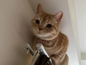 家族大わらわの脱走騒動　スコティッシュフォールド「きなこ」はTV裏でへそ天寝