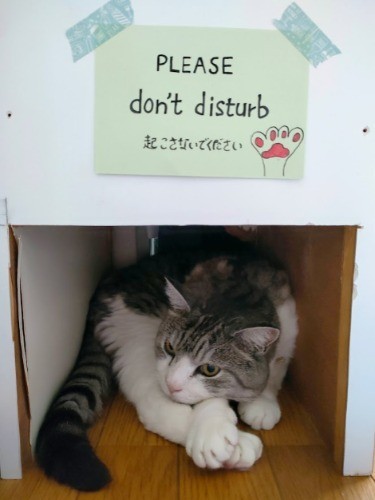 「モンジの寝場所」。 トラが来てから、モンジは日中は寝室にある棚の下で過ごすように。でもまだ一緒になって5カ月、これから変わることもあるかもしれません（信之さん提供）