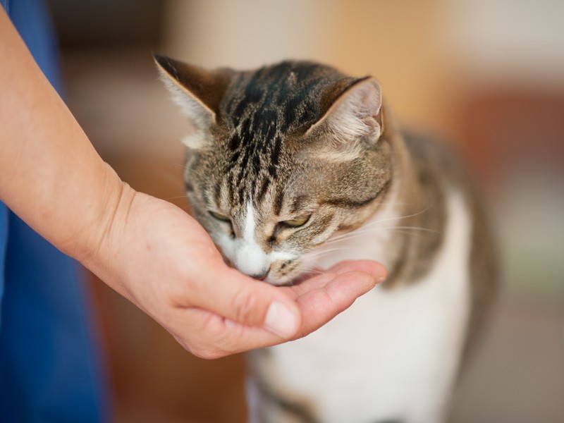 「お母さんの手ってレモンの香りだね」（小林写函撮影）