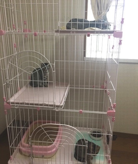 ケージに入った３匹