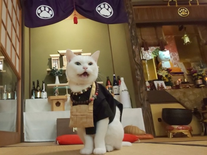 小雪住職。通いなのに重鎮なのは人格ならぬ猫格から（猫猫寺提供）