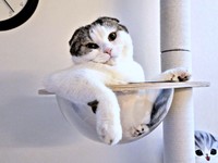 キャットタワーのボウルに入ってくつろぐセラくん（画像提供：今日、セラさん）