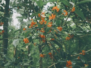 家を出た父とともに記憶された金木犀。再会して変わった香りの意味