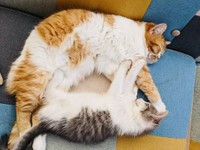 先住猫のナッツちゃんと仲良くねんね