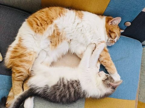 先住猫のナッツちゃんと仲良くねんね