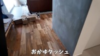ぬいぐるみをくわえながら目にもとまらぬ速さでダッシュします（提供：おかゆ生活さん）