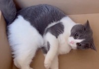 箱にインした後、飼い主さんをドヤ顔で見つめるまるくん（動画からキャプチャー／提供：コテツとまるさん）