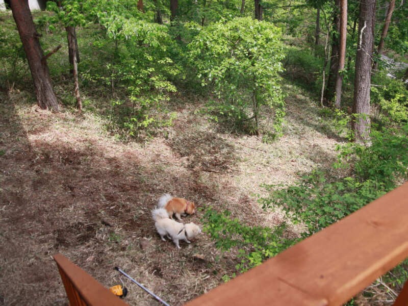 一度では足りず何度も刈ってこんな状態