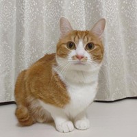 真っ白な胸毛とソックスを履いたような脚が可愛い