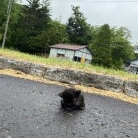 小雨が降る朝、アスファルトの上で動けなくなっていた小さな子猫（「【公式】カルルス温泉 鈴木旅館」さん提供）