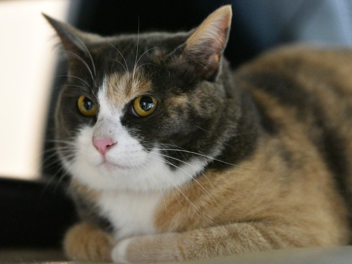 小さかったココも丸々してきた「ココ、ずっとここにいて…」