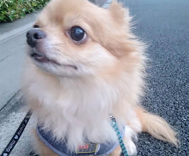 ラックは背丈が同じほどの小型犬ばかりのお家でお世話を受けることになりました