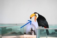 ほそすぎ！オニオオハシの舌（ニフレル提供）