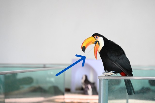 ほそすぎ！オニオオハシの舌（ニフレル提供）