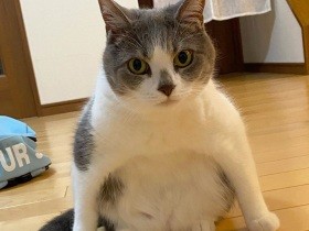 ２０２０笑いの神降臨で賞　スコティッシュフォールド「ゆめ」