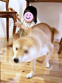 柴ドリルを発動したタマちゃん（画像提供：豆柴タマさん）