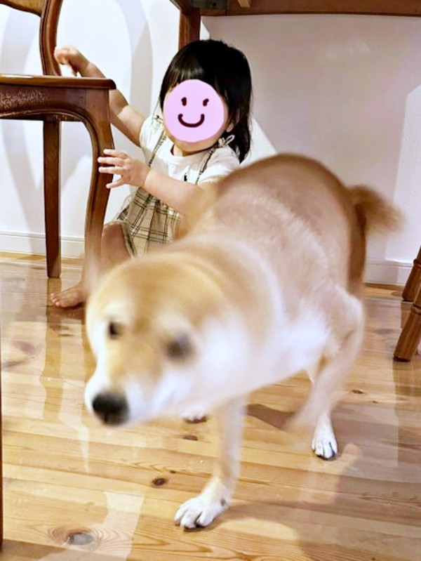 柴ドリルを発動したタマちゃん（画像提供：豆柴タマさん）