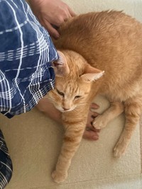 飼い主さんにくっついてくつろぐツナちゃん（画像提供：元野良猫ツナさん）
