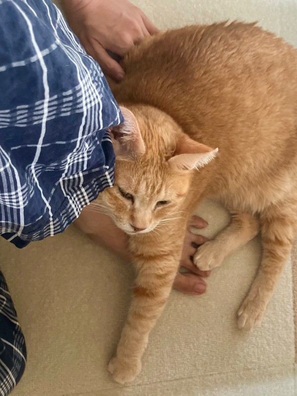 飼い主さんにくっついてくつろぐツナちゃん（画像提供：元野良猫ツナさん）