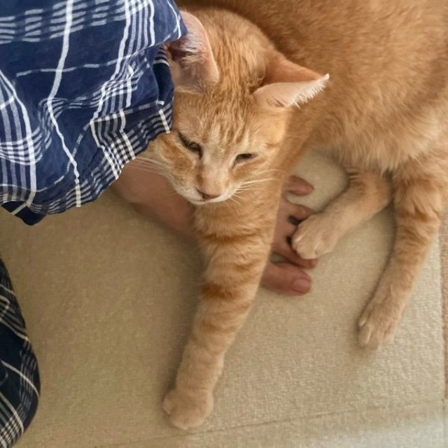 飼い主さんにくっついてくつろぐツナちゃん（画像提供：元野良猫ツナさん）
