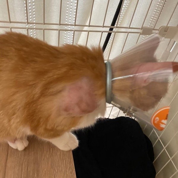 猫カビの治療をしていた時期のラテちゃん（画像提供：保護猫ラテちゃん）