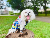 笑顔がキュートなえみちゃん（画像提供：マルチーズのえみさん）