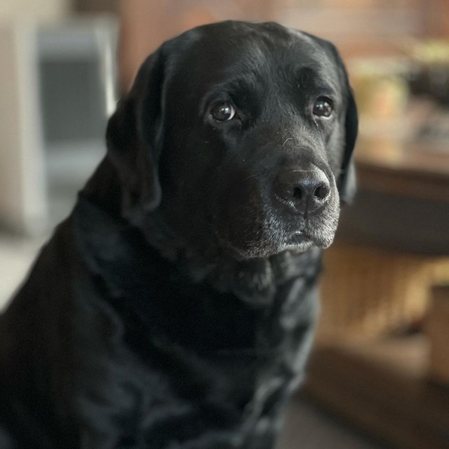 いつも穏やかな武蔵くん