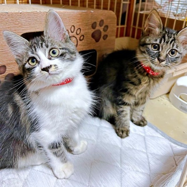 2026年8月10日、生後3カ月を迎えた（左から）エルちゃん、ウタちゃん（画像提供：飼い主さん）