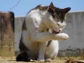 雑種、野良猫…ニッポンの猫“和猫”にほっこり心なごむ一冊
