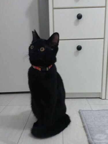 アニメのジジにそっくり？エレガントな座り姿のリリちゃん（Aさん提供）