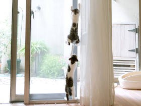 猫たちとの暮らしが、「ロボット」と呼ばれていた飼い主の人柄まで変えた！　