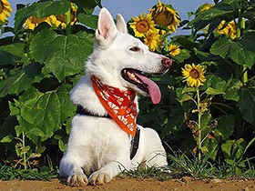 朝のお散歩はひまわり畑に　ホワイトシェパードの「ハヤン」