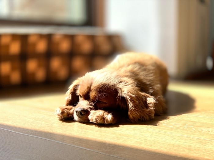 今はママ、パパ、エバン、モーズリー、ルナ、菜々緒にとって、この家が……温かく幸せな日だまり（田形さん提供）