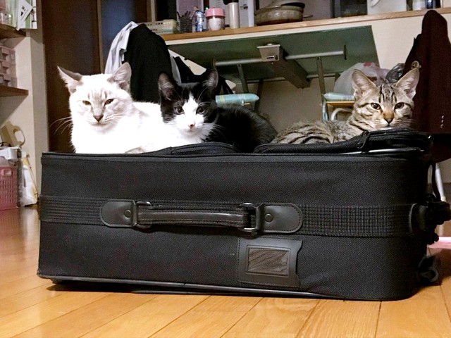 スーツケースの中にイン！（左から）シロくん、クロちゃん、トラちゃん（画像提供：またまた一匹増えて五猫（ｺﾞﾆｬﾝ）のぱぱになりました。さん）