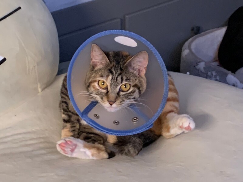 ２月に避妊をしてカラーをつけたところ（ニイノちゃん提供）